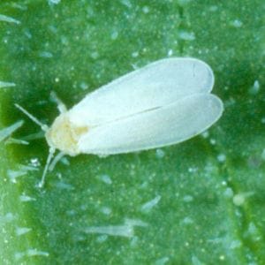 Whiteflies